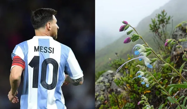 Messi’nin adı Peru Andları’nda keşfedilen bitkiye verildi