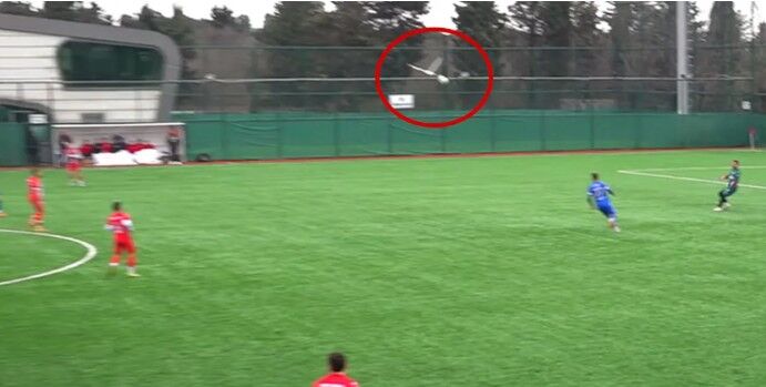 Degajla Vurulan Martı